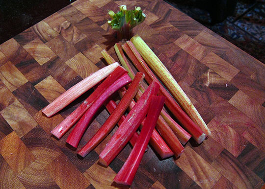 rhubarb